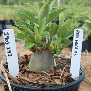 1903 147 Arabicum Hulk Red f3