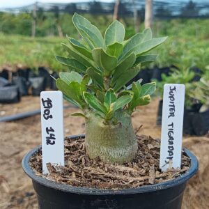 1903 142 Arabicum Jupiter Tigrada F3