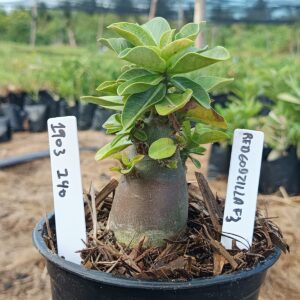 1903 140 Arabicum Godzilla Red f3