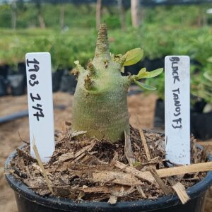 1903 247 Arabicum Tanos f3