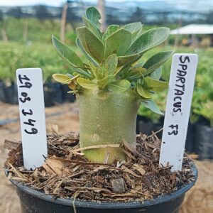 1903 149 Arabicum Spartacus F3