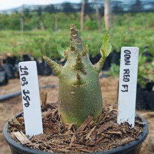 1903 150 Arabicum Odin Red f3