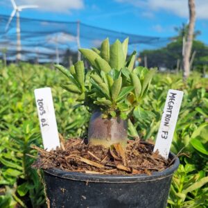 2003 01 Arabicum Megatron F3