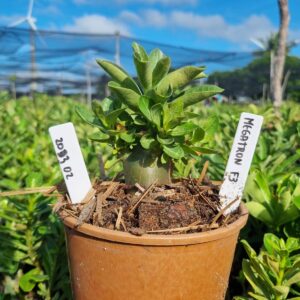 2003 02 Arabicum Red Megatron f3