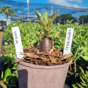 2003 04 Arabicum Jurassic F3