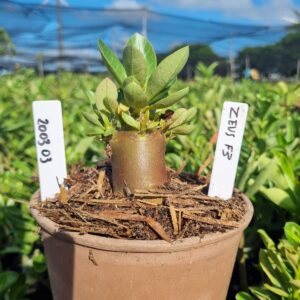 2003 03 Arabicum Zeus f3