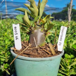 2003 06 Arabicum Minotauro f3