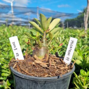 2003 07 Arabicum Red Megatron f3