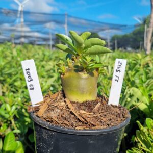 2003 08 Arabicum Zeus f3