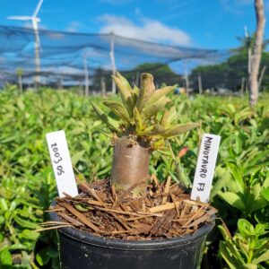 2003 05 Arabicum Minotauro f3