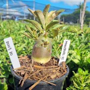 2003 10 Arabicum Minotauro f3