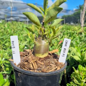 2003 11 Arabicum lava Red f3