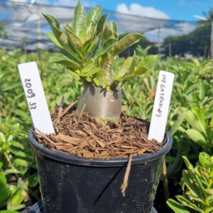 2003 32 Arabicum Megatron F3