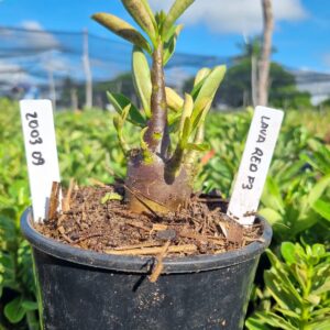 2003 69 Arabicum lava Red f3