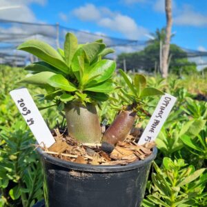 2003 44 Arabicum Optimus Prime F3