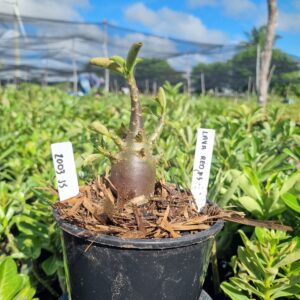 2003 35 Arabicum lava Red f3