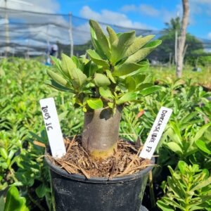 2003 03 Arabicum Darckseid Red f3