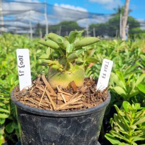 2003 103 Arabicum T-Rex F3