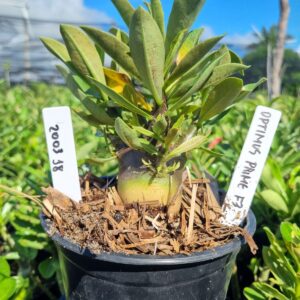 2003 38 Arabicum Optimus Prime F3