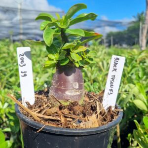 2003 19 Arabicum Black tyson F3