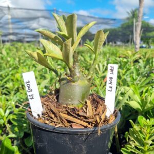 2003 14 Arabicum Fat boy F3