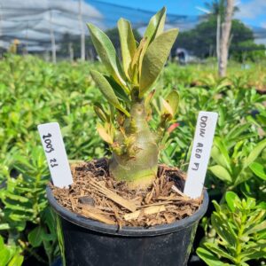 2003 21 Arabicum Odin Red f3