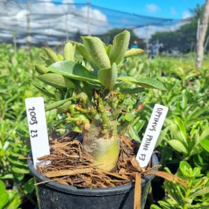 2003 23 Arabicum Optimus Prime F3