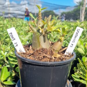 2003 14 Arabicum Spartacus F3