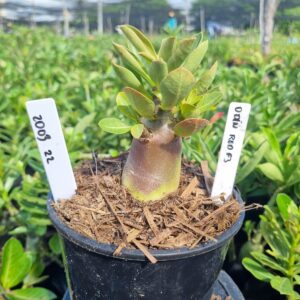 2003 22 Arabicum Odin Red f3