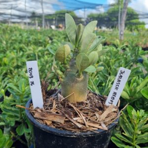 2003 02 Arabicum Jurassic F3