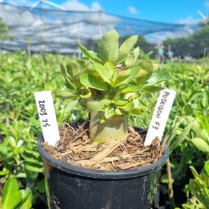 2003 25 Arabicum Red Poseidon f3