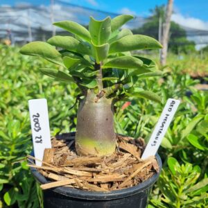 2003 24 Arabicum Red Megatron f3