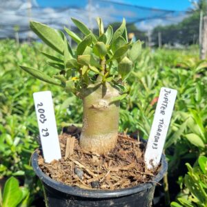 2003 29 Arabicum Jupiter Tigrada F3