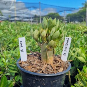 2003 31 Arabicum Spartacus F3