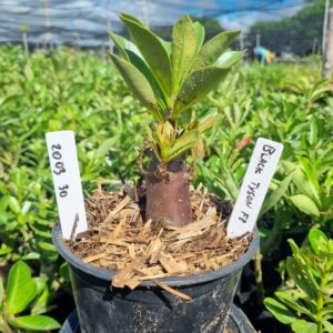 2003 30 Arabicum Black tyson F3