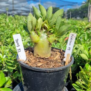 2003 32 Arabicum Red Poseidon f3