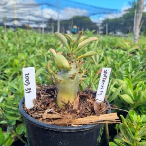 2003 34 Arabicum Spartacus F3