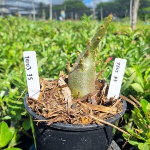 2003 35 Arabicum Zeus f3