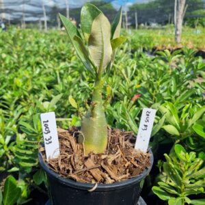 2003 33 Arabicum Zeus f3