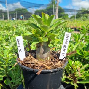 2003 36 Arabicum Optimus Prime F3