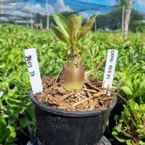 2003 37 Arabicum Odin Red f3