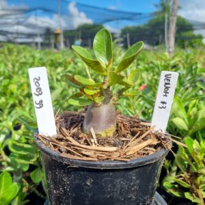 2003 39 Arabicum Venon f3