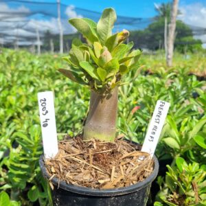 2003 40 Arabicum Everest F3