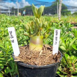 2003 39 Arabicum Odin Red f3