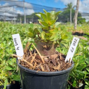 2003 41 Arabicum Zeus f3