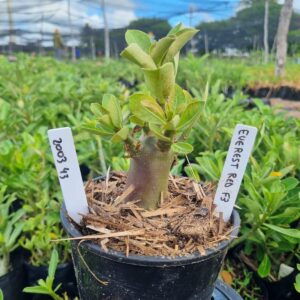 2003 43 Arabicum Everest F3