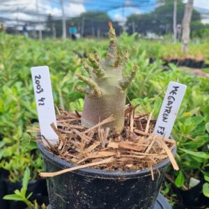 2003 42 Arabicum Red Megatron f3