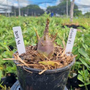 2003 45 Arabicum Venon f3