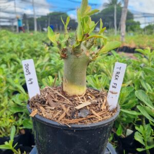 2003 44 Arabicum T Rex F3