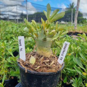 2003 04 Arabicum Spartacus F3